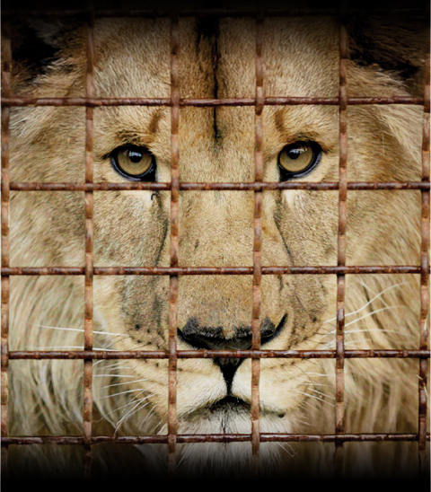 Checkpoint Zoo-mobile